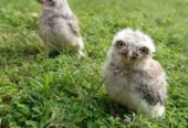 Baby owl for sale in lahore
