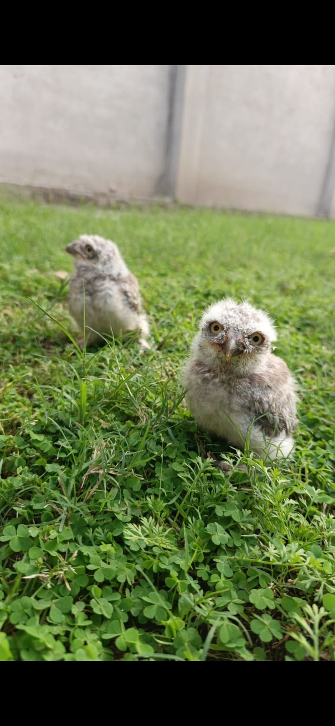 Baby owl for sale in lahore