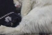 Persian cat male for sale in vehari