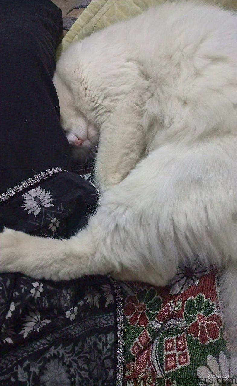 Persian cat male for sale in vehari