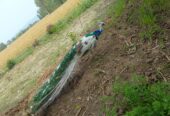 Peacock (moor) for sale total 4 piece