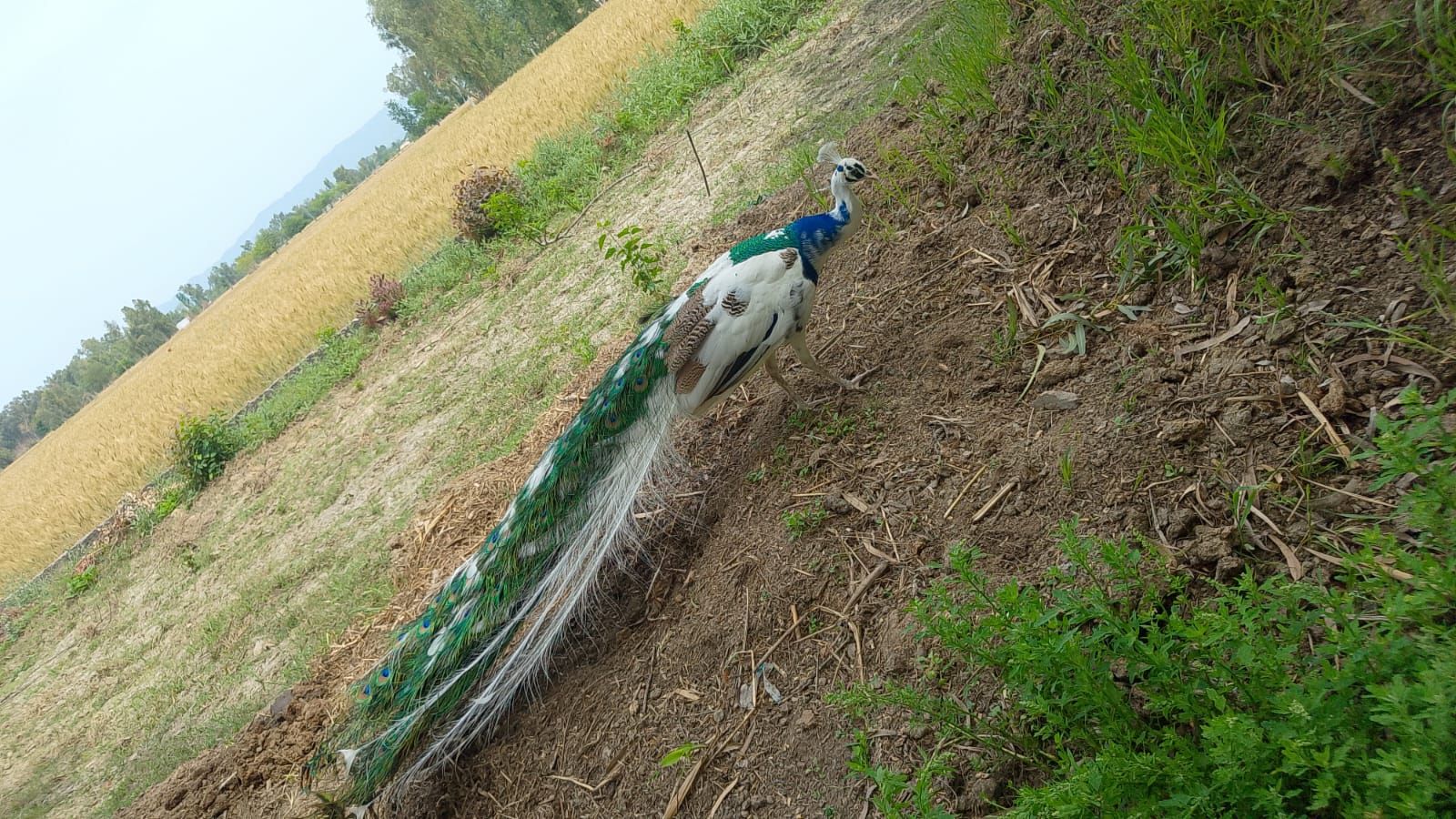 Peacock (moor) for sale total 4 piece