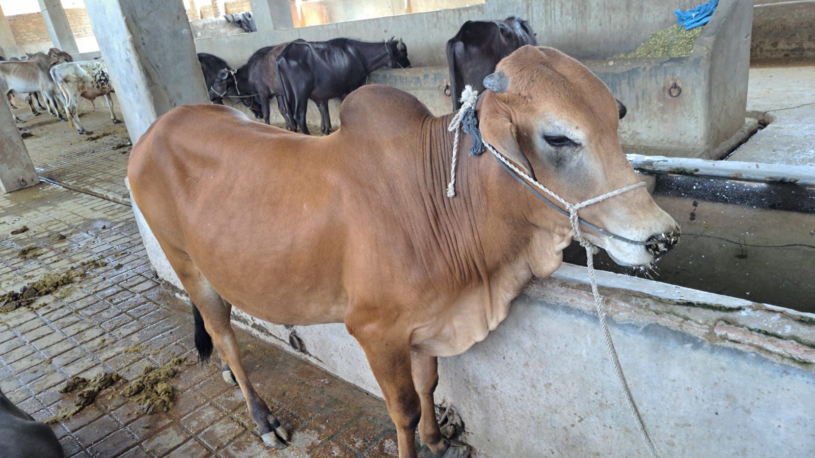Animal for Eid Ul Adha 2026
