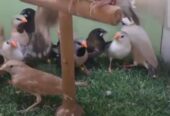 Finches for sale in swabi kpk