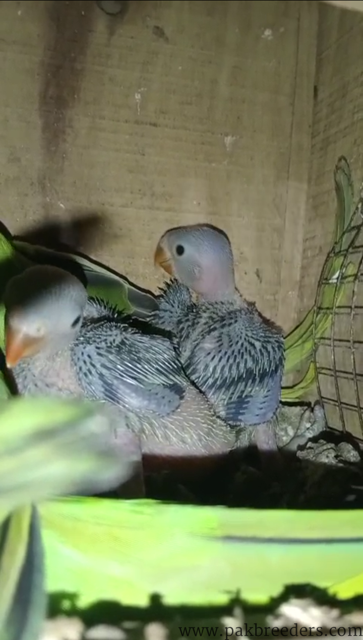 Raw ringneck with 3 chicks for sale