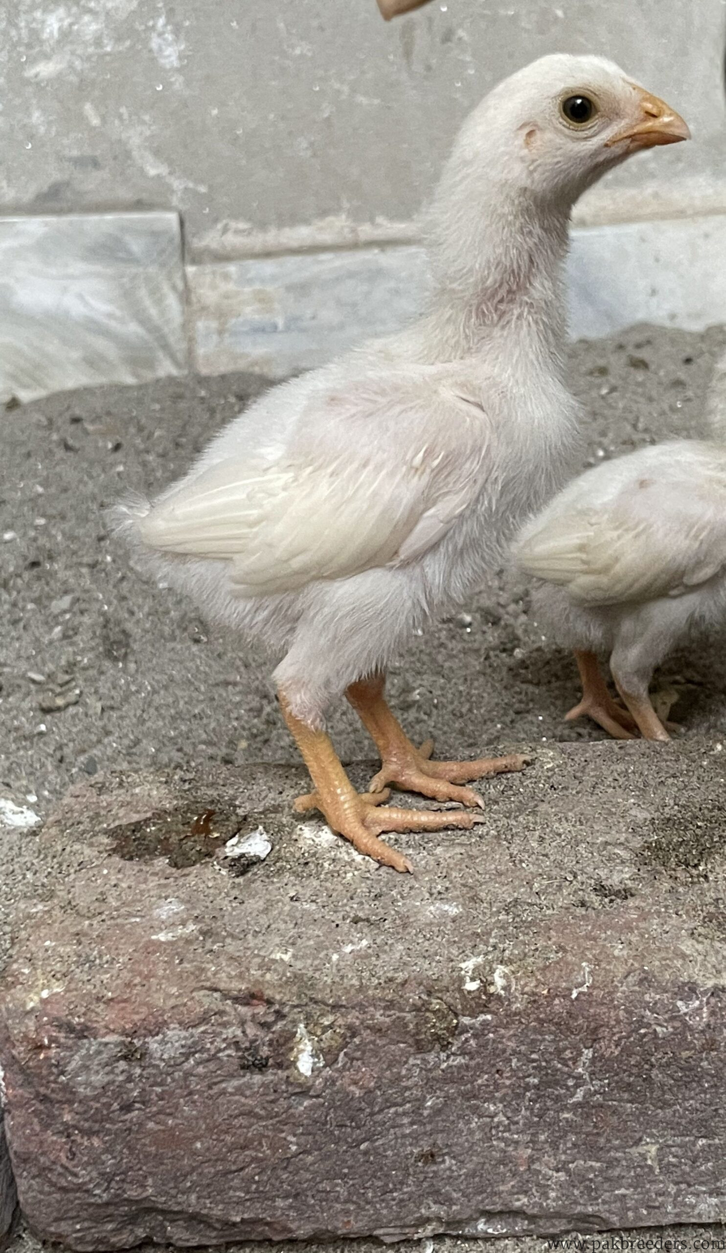 Herra aseel chicks for sale