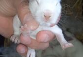 Newzeland White bunnies