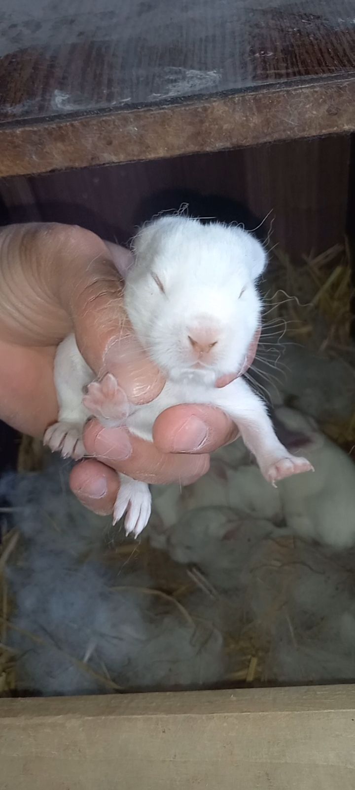 Newzeland White bunnies