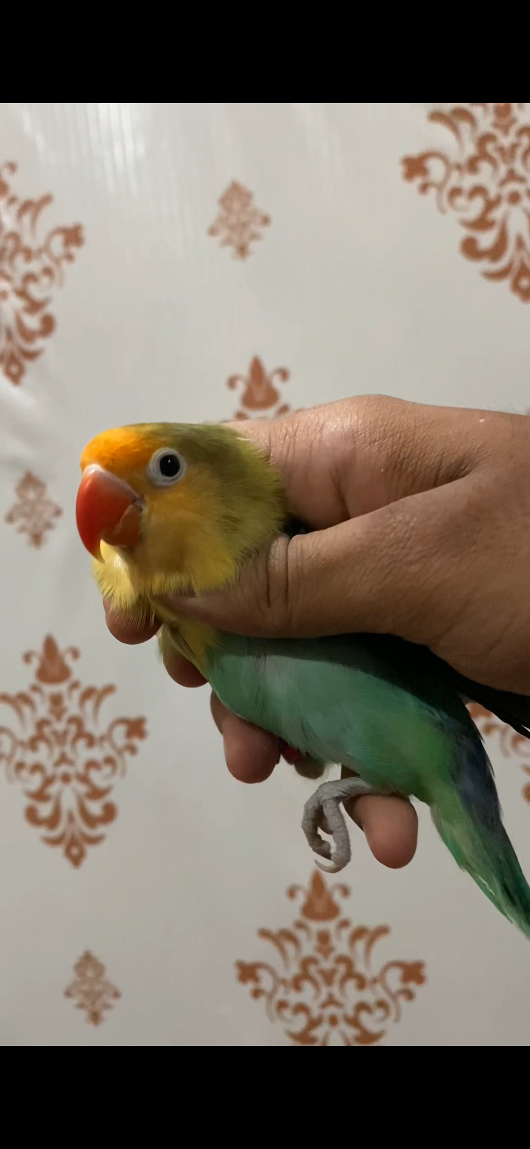 Parblue/Palefallow for sale