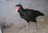 Aseel murgi for sale in Faisalabad