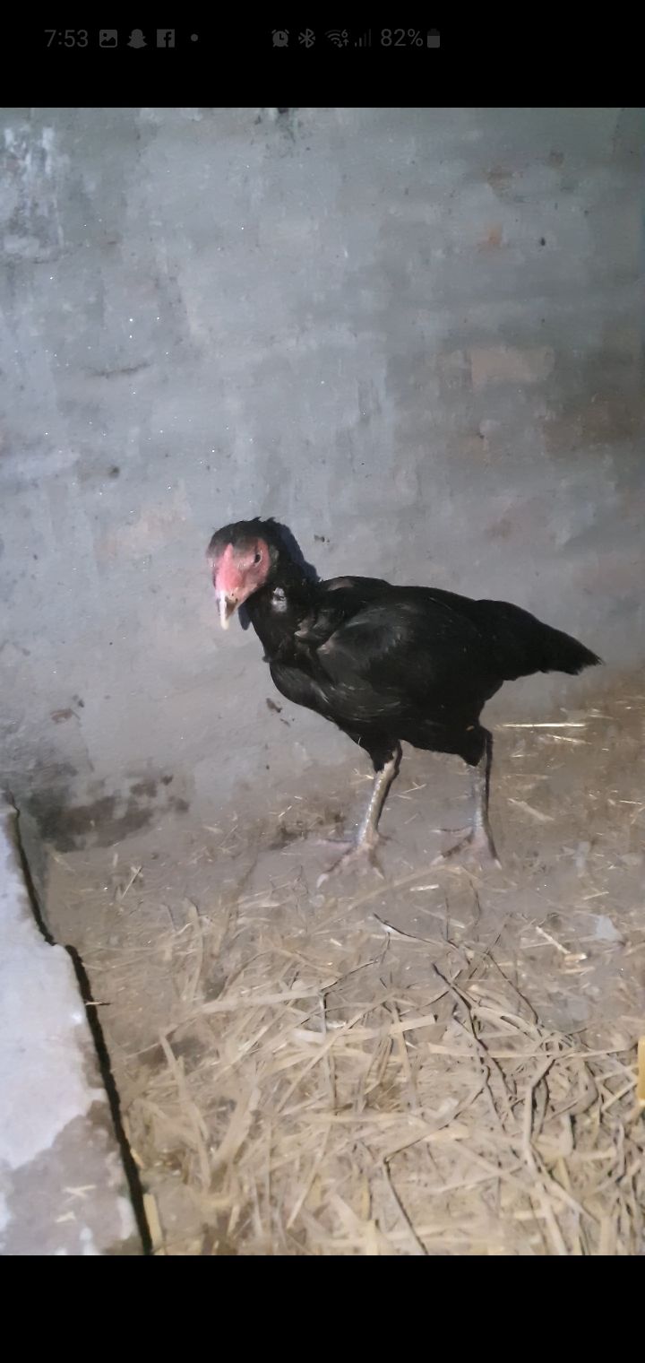 Aseel murgi for sale in Faisalabad