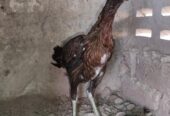 Aseel Chicks for sale in lahore