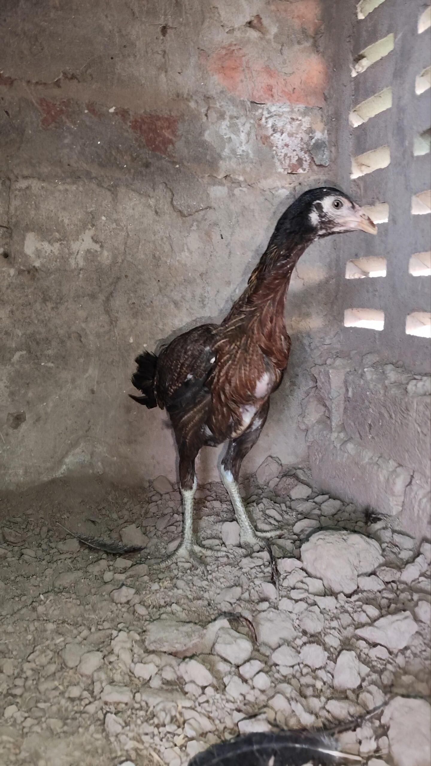 Aseel Chicks for sale in lahore