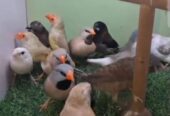 Finches for sale in swabi kpk