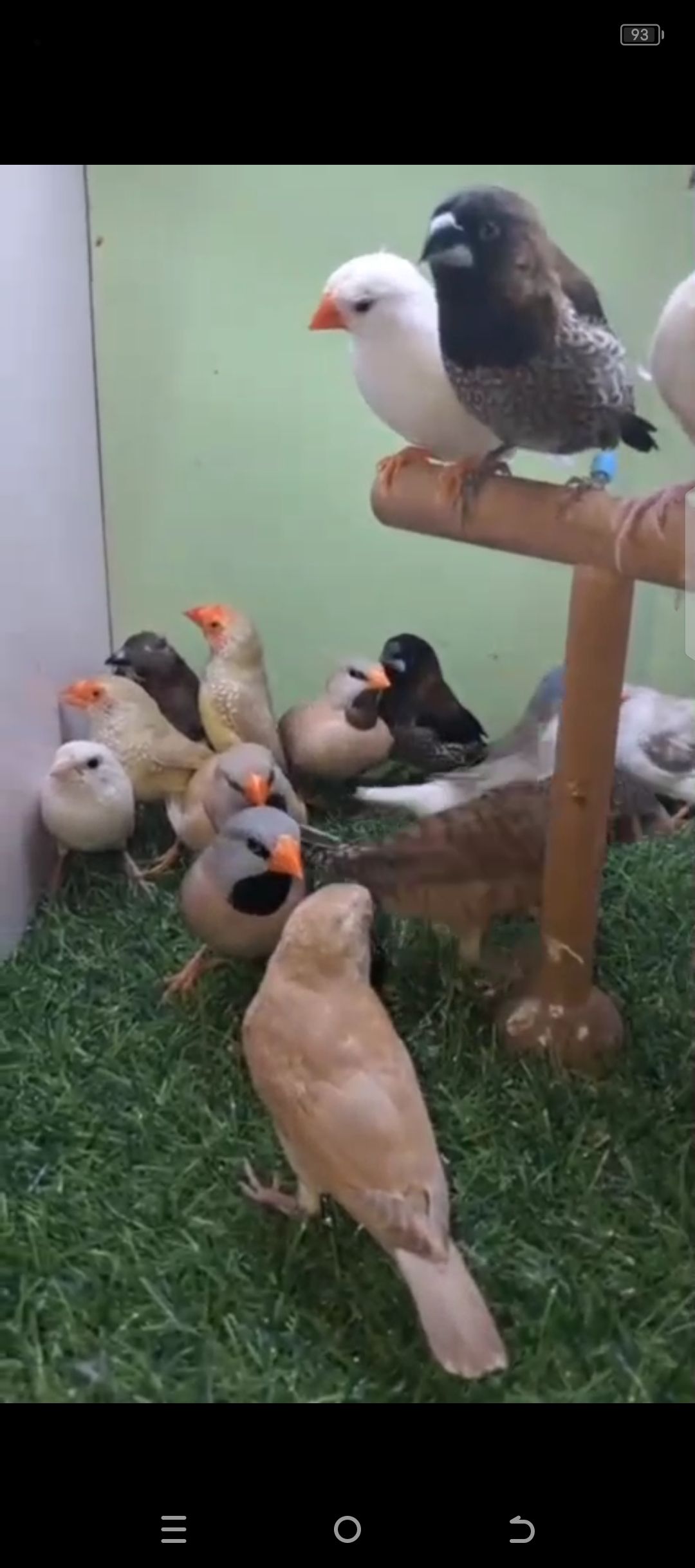 Finches for sale in swabi kpk