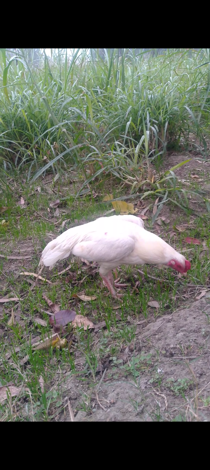 Heera aseel for sale in hazro