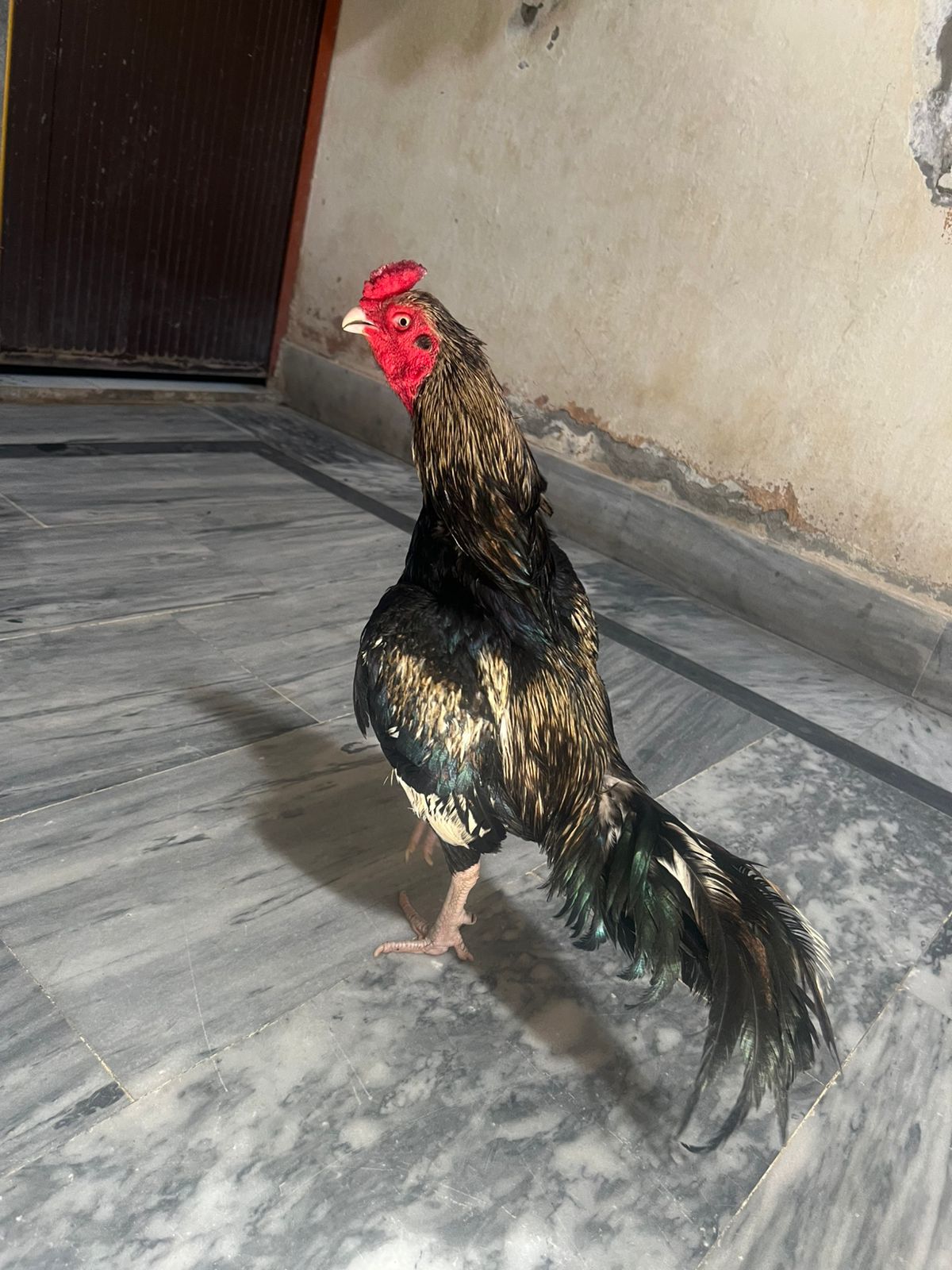 Aseel for sale in okara