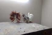 American lucky pigeon for sale