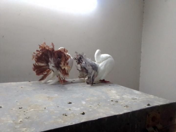 American lucky pigeon for sale