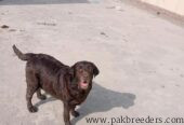British Labrador Female Chocolate Color