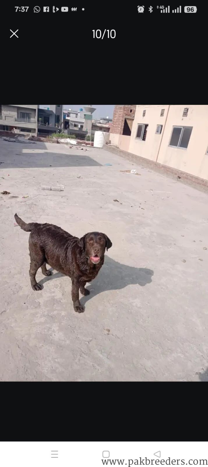 British Labrador Female Chocolate Color