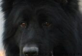 Black German Shepherd | German shepherd Female | Female Adult German Shepherd For Sale