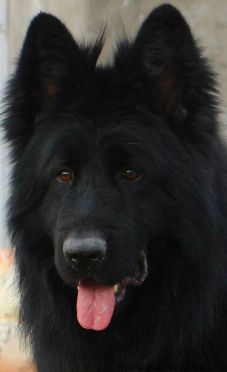 Black German Shepherd | German shepherd Female | Female Adult German Shepherd For Sale