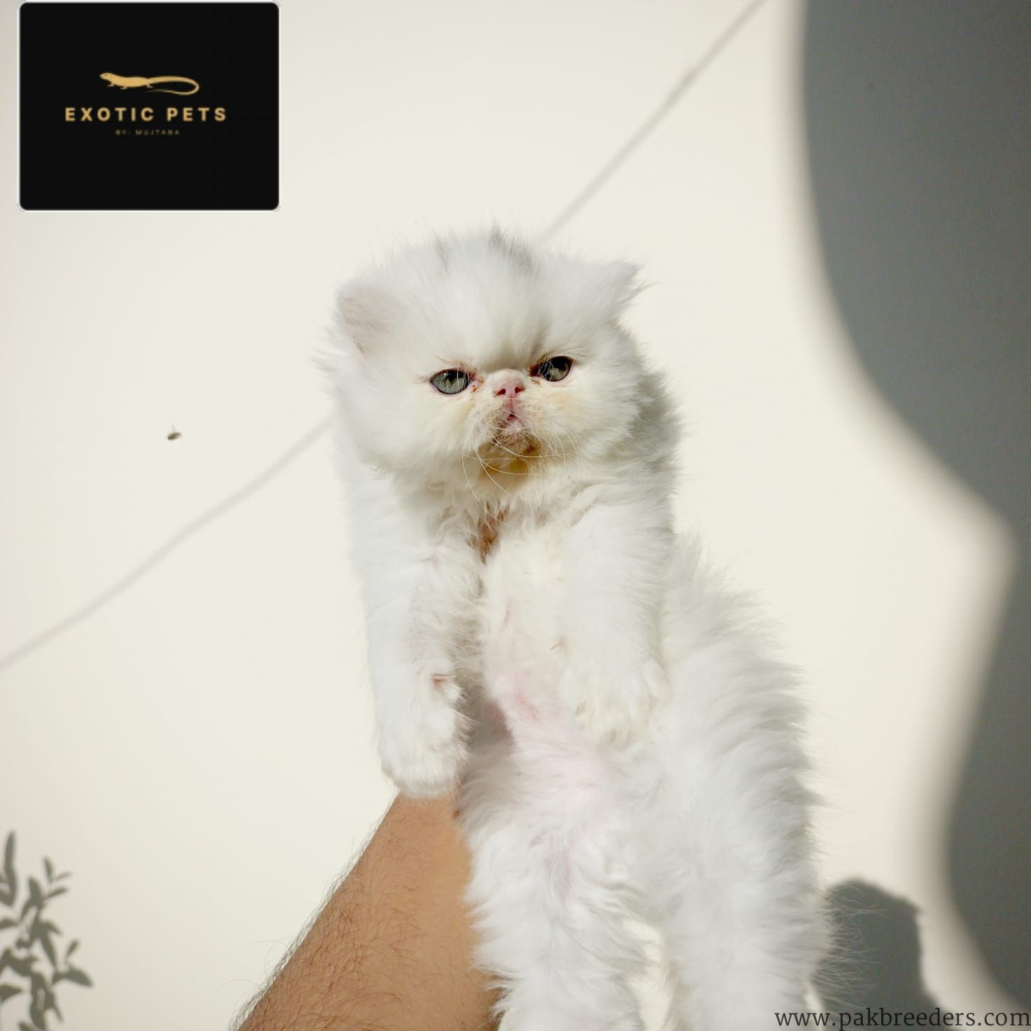 Beautiful cat available for sale in multan