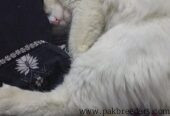 Persian cat male for sale in vehari
