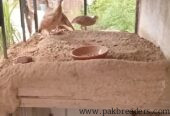Male teetar for sale in gujrat
