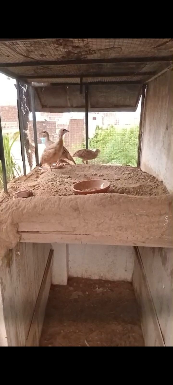 Male teetar for sale in gujrat