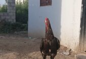 Aseel miawali for sale in sialkot