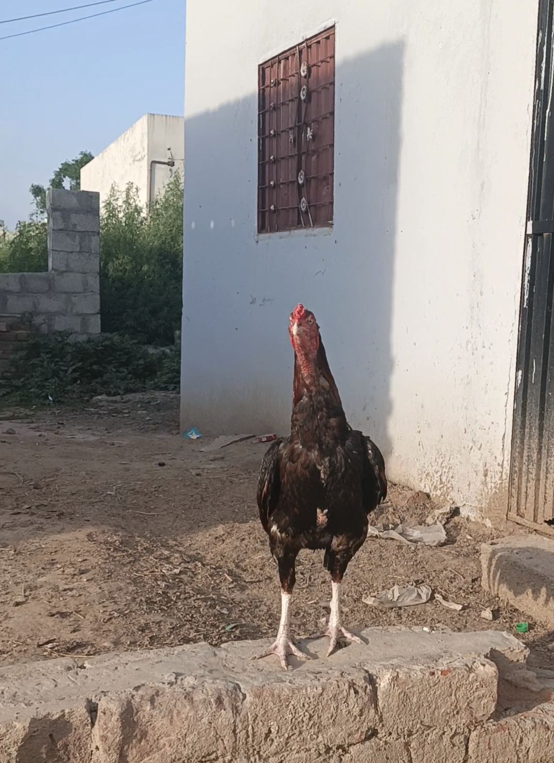 Aseel miawali for sale in sialkot