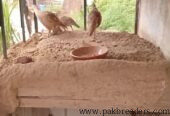 Male teetar for sale in gujrat