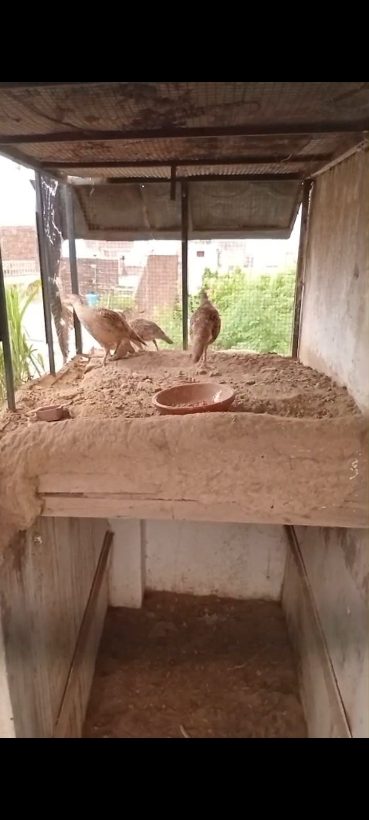Male teetar for sale in gujrat