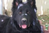 Black German Shepherd | German shepherd Female | Female Adult German Shepherd For Sale