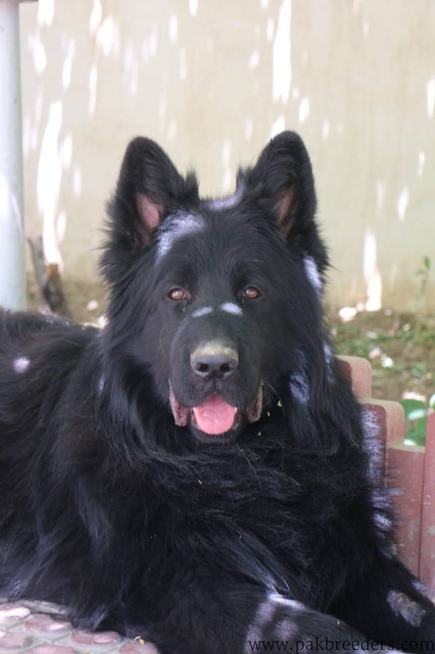 Black German Shepherd | German shepherd Female | Female Adult German Shepherd For Sale