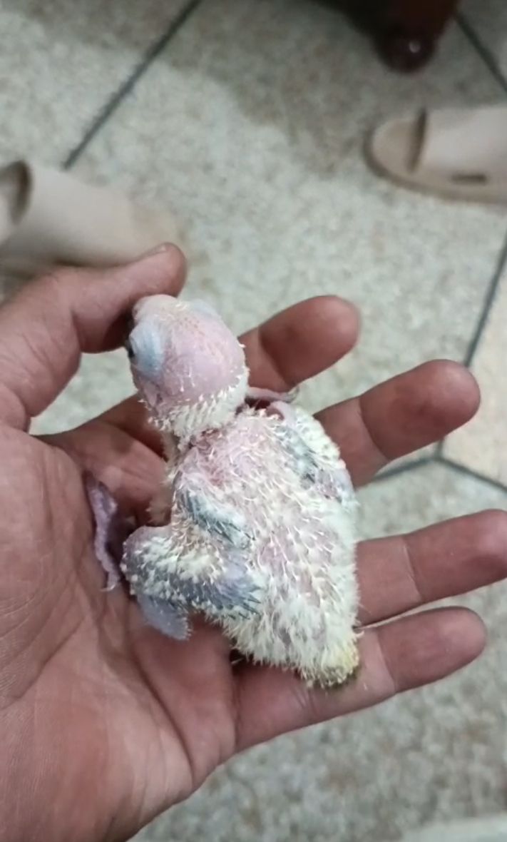 Suncnor chiks for sale in farooqabad