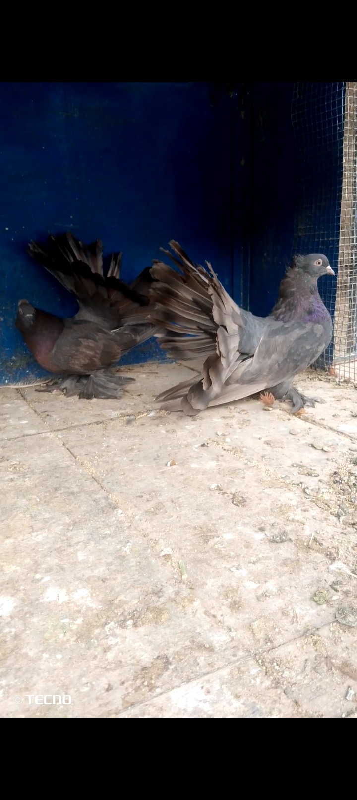 American chicks pair for sale