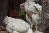 Aseel King size Shamo for sale in lahore
