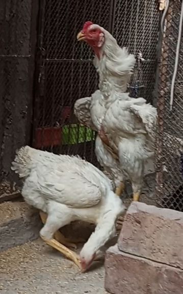 Aseel King size Shamo for sale in lahore