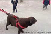 British Labrador Female Chocolate Color