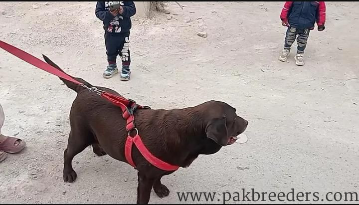 British Labrador Female Chocolate Color