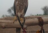 Shikra for sale in multan