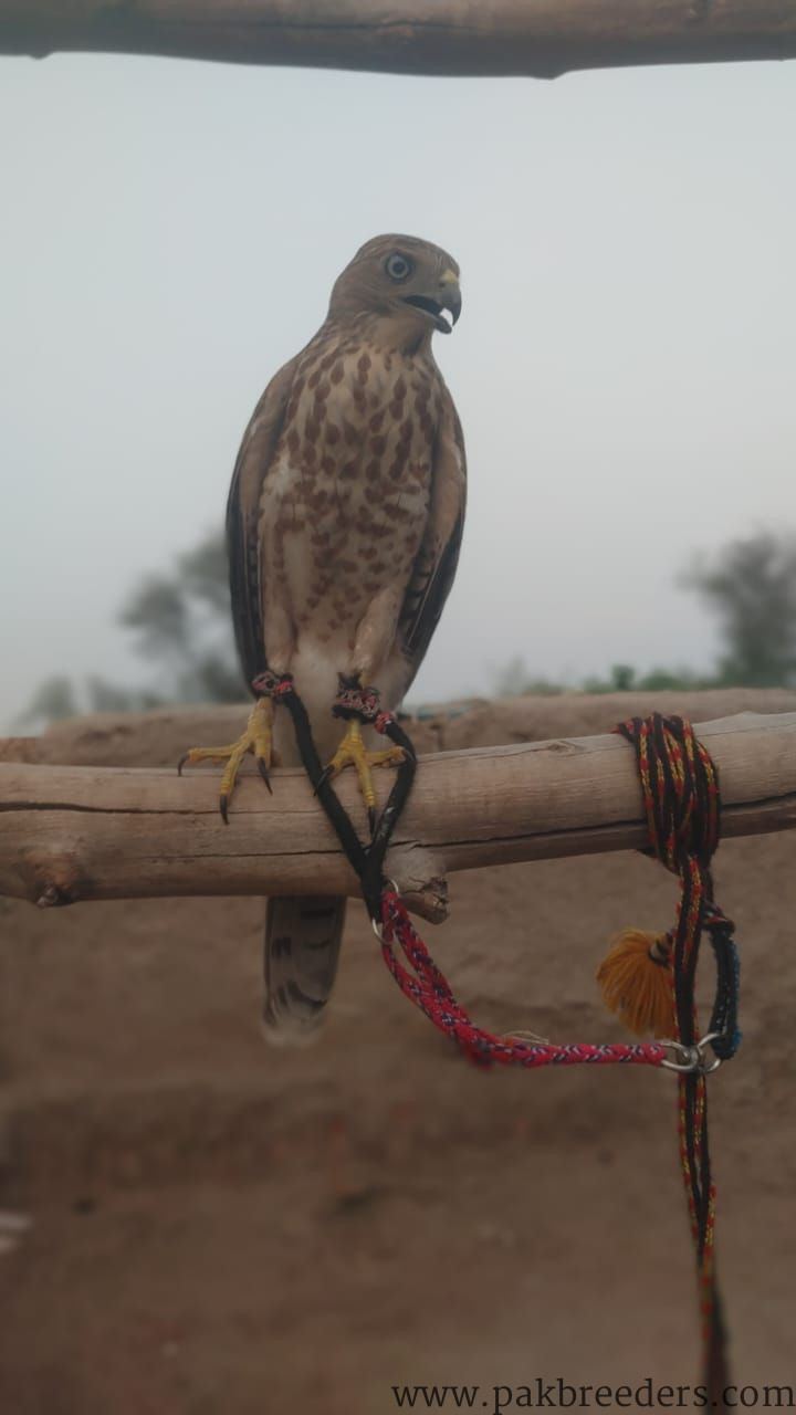 Shikra for sale in multan