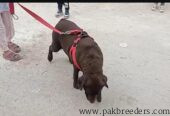 British Labrador Female Chocolate Color