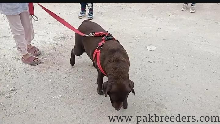 British Labrador Female Chocolate Color
