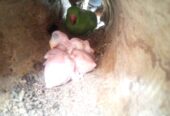 Ringneck baby for sale in sheikhupura