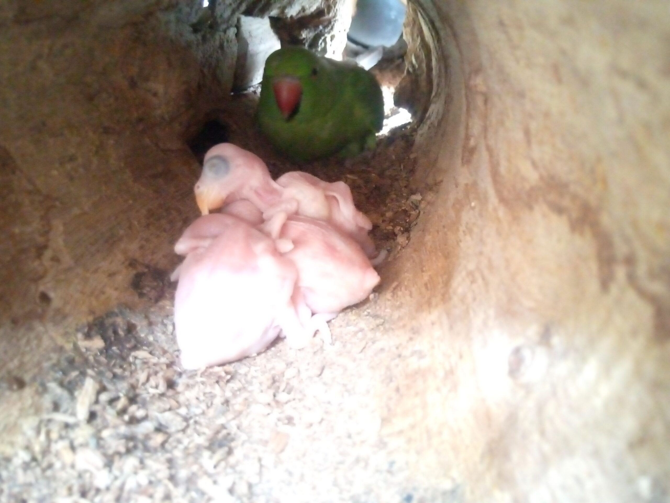 Ringneck baby for sale in sheikhupura