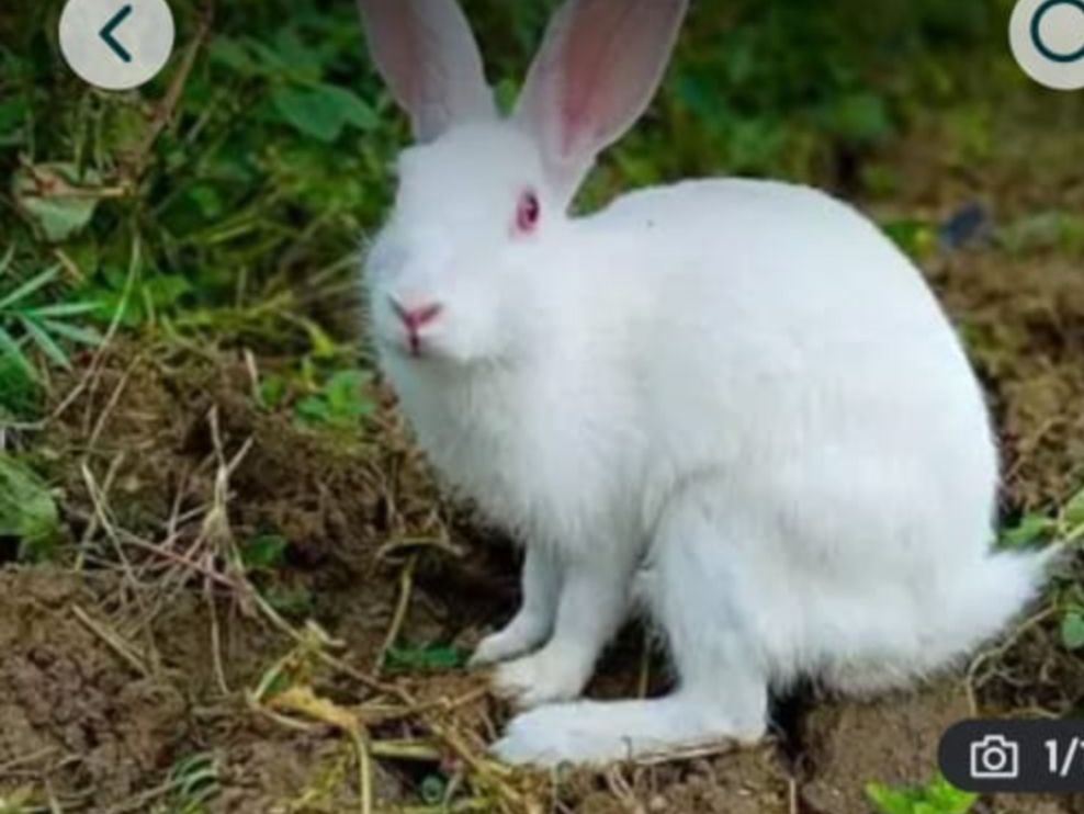 Rabbit For Sale in malir